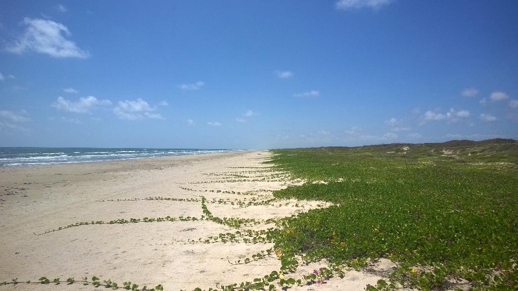 Padre Island National Seashore - Doug Herling