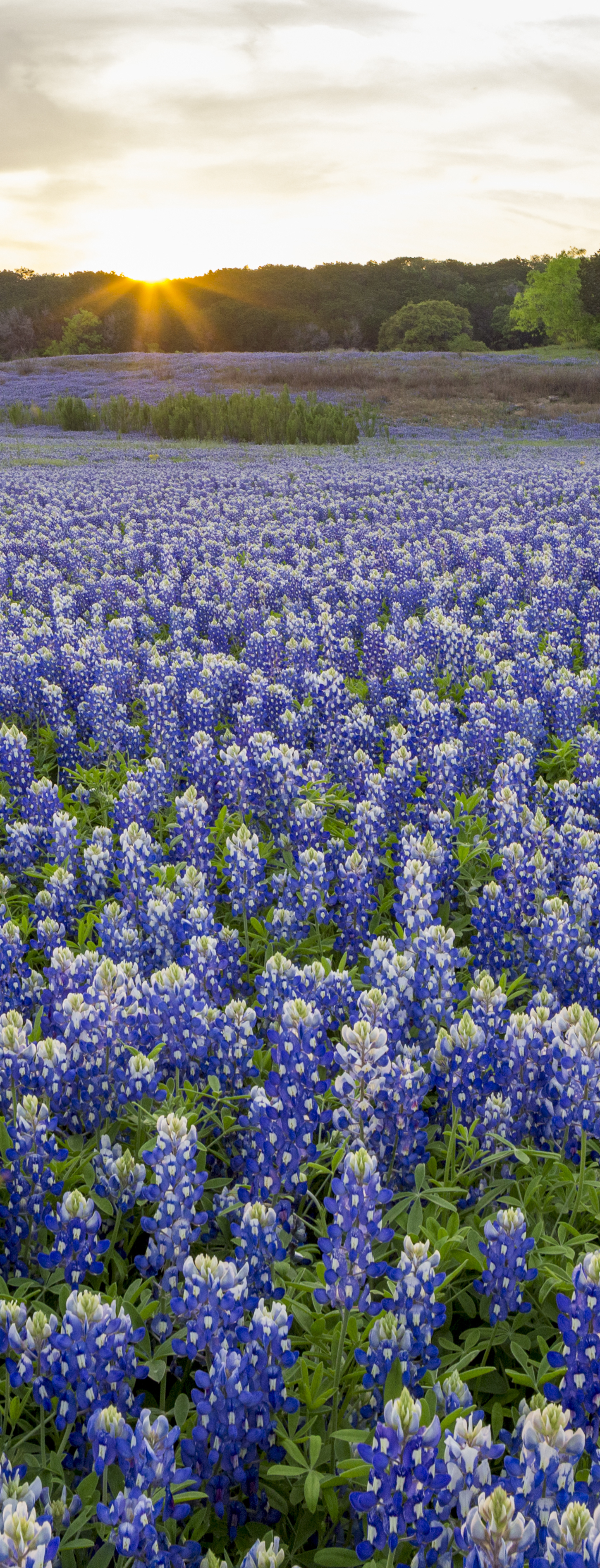 Field of Bluebonnets photo by Al Braden