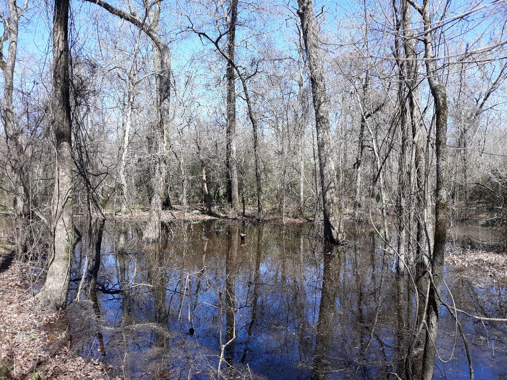 Lone Star Hiking Trail near Houston