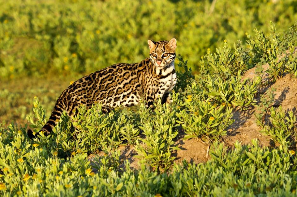 Ocelot (Larry Ditto)