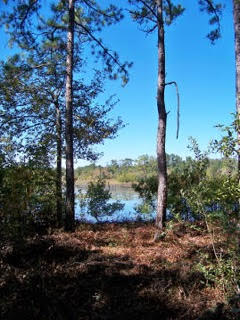 Pines in the Big Thicket (Nicida Maerefat)