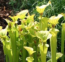 Pitcher Plant
