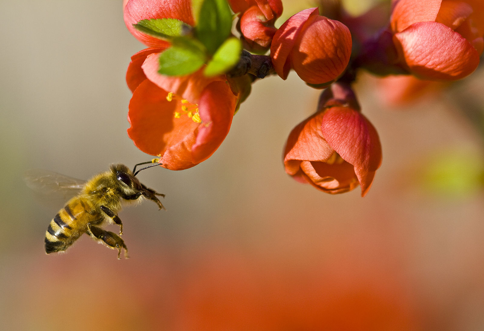 honeybee