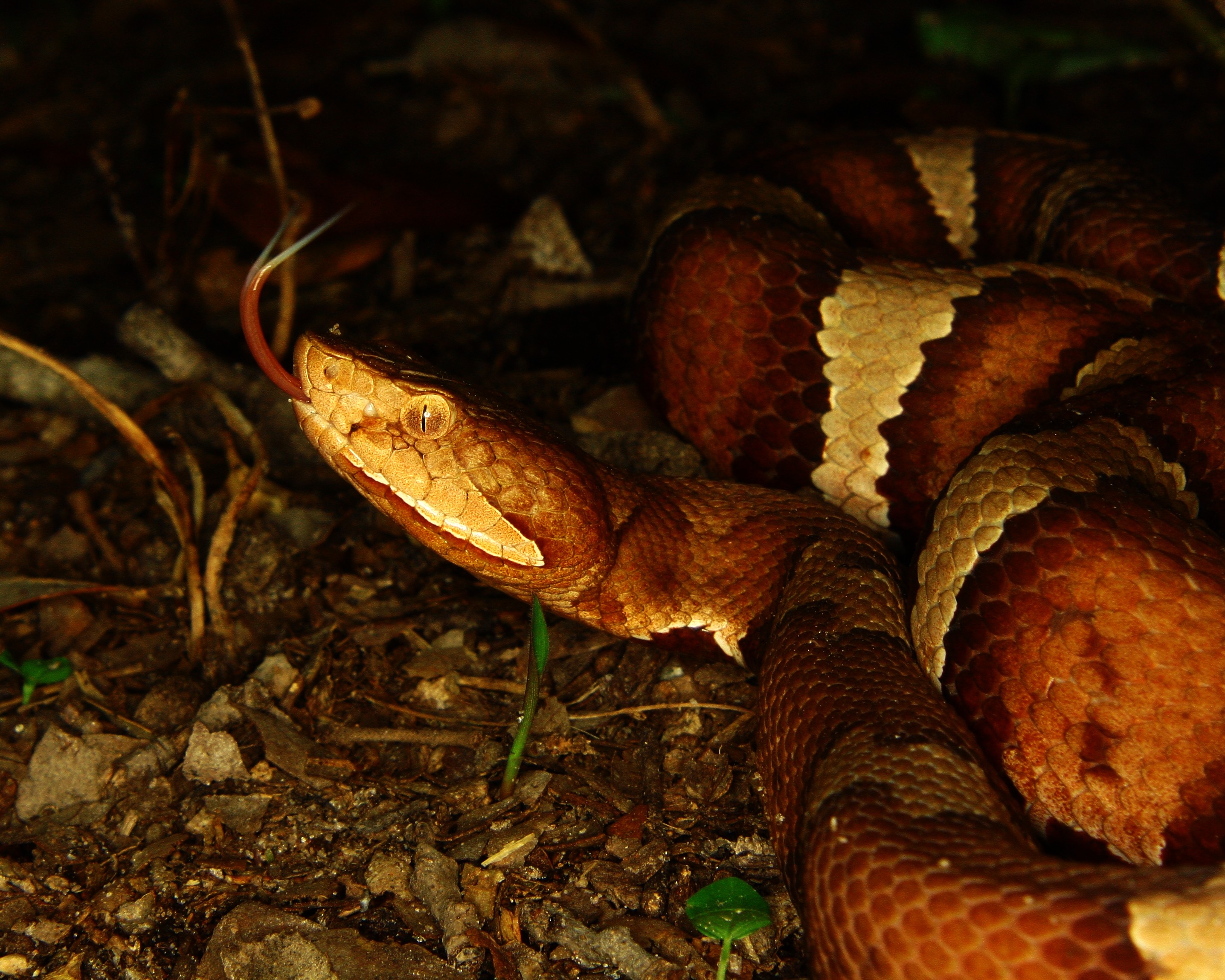 animal