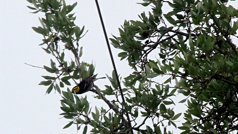 TX-CHP-1900-GoldenWarbler