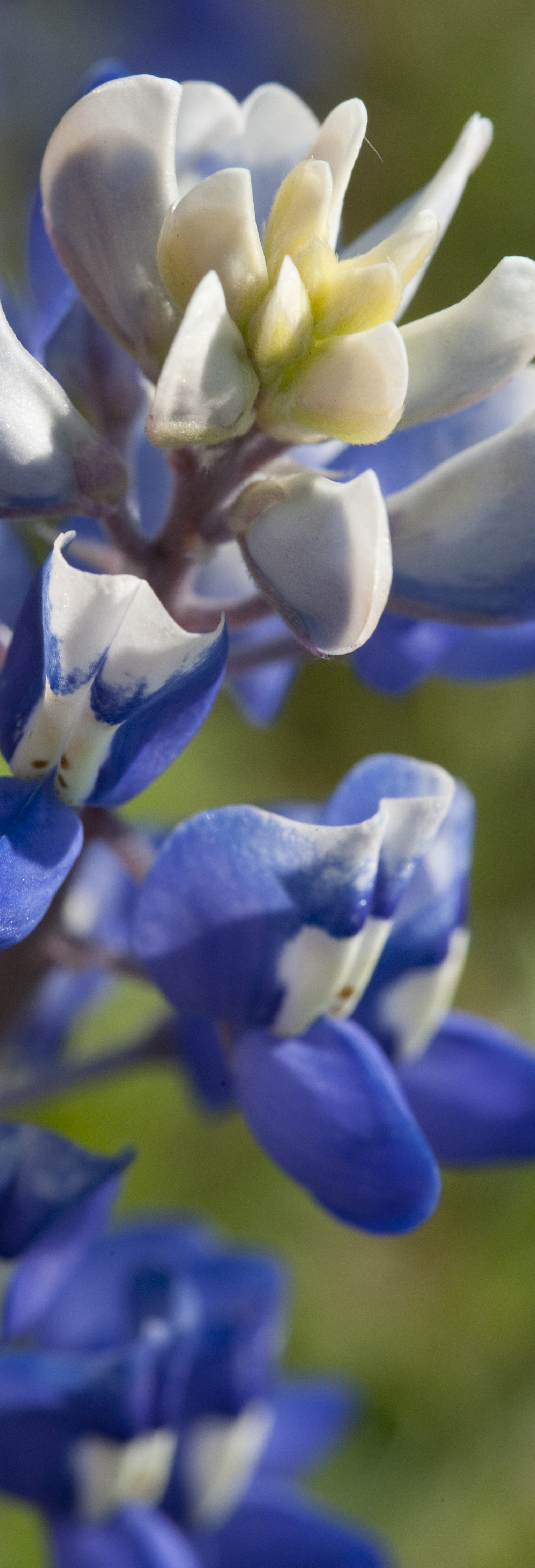 Texas Bluebonnets photo by Al Braden