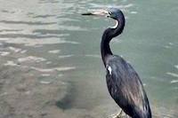 Tri-colored Heron, Port Isabel, Aug 2015
