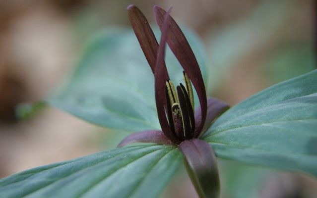 Sabine River wake-robin