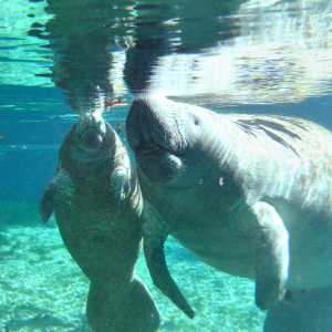 manatees swimming in ocean