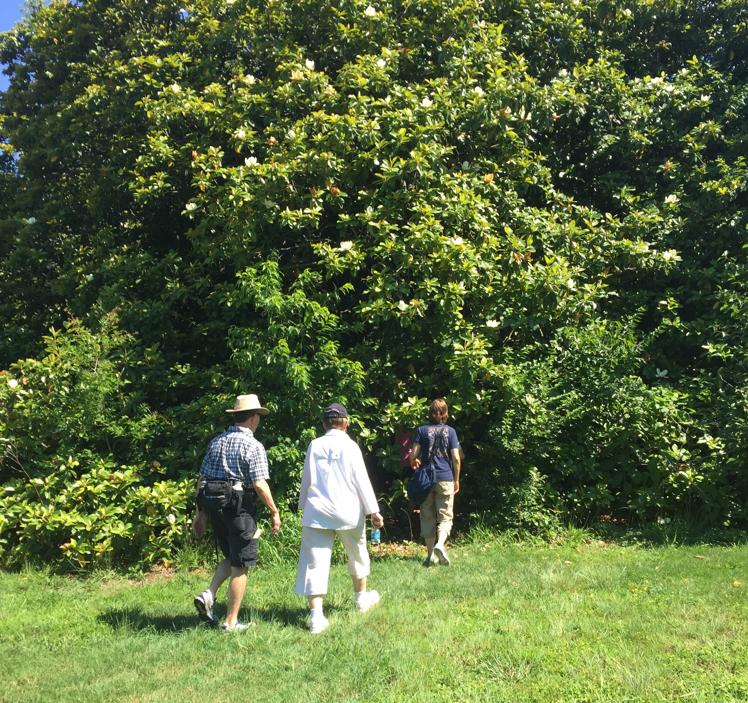 Hikers disappearing under the branches of some trees