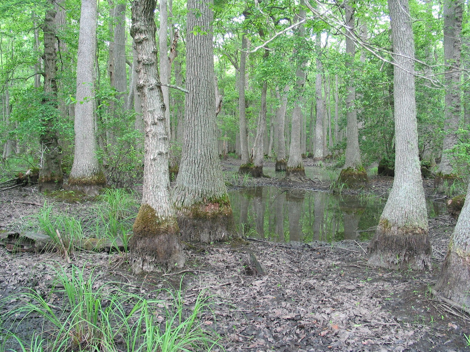 Upland-Depression-Swamp-Dorchester
