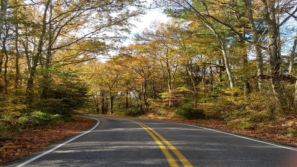 picture of scenic tree-lined road, yellows and green leaves