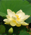 Photo of lotus bloom