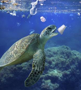 Swimming sea turtle about to bite a polystyrene cup