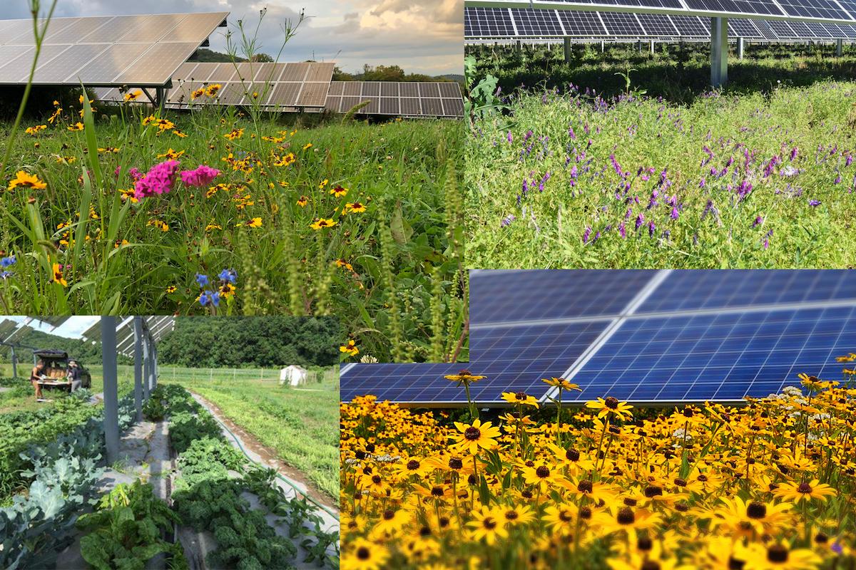 scenes of solar panels on farms