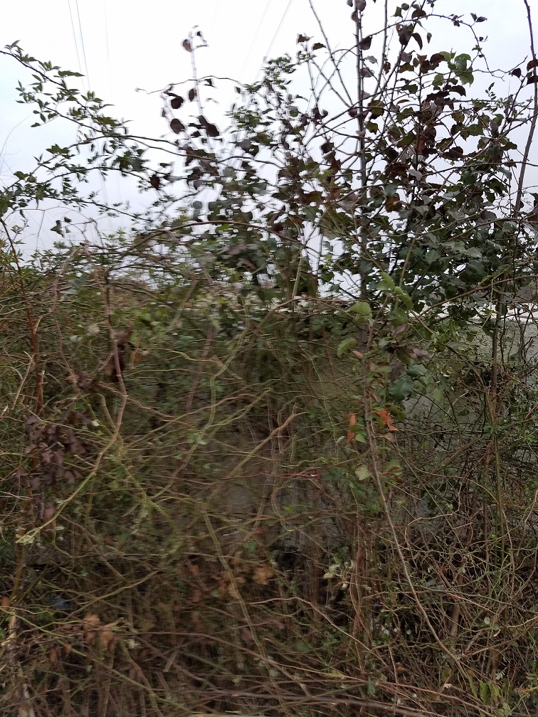 brambles near wall