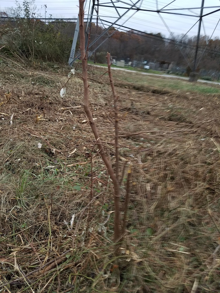 crushed tree