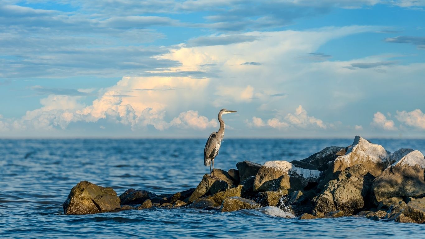 Heron on rocks at Chesapeake Bay