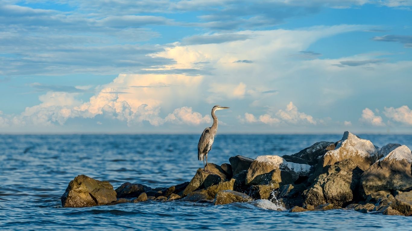 Heron on rocks at Chesapeake Bay