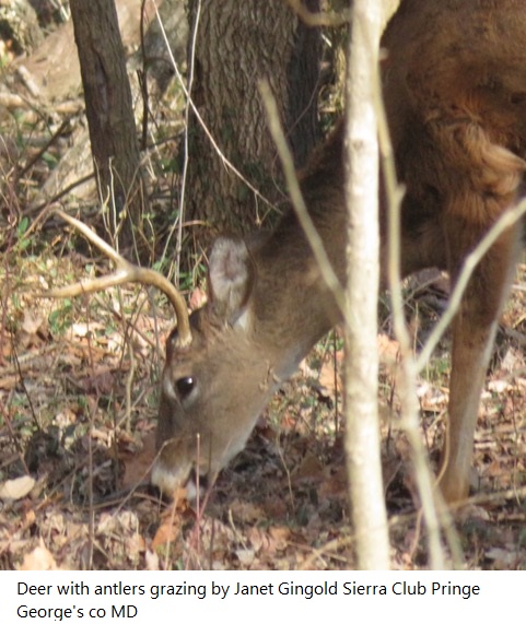 Deer with antlers grazing by Janet Gingold Sierra Club Pringe Georges co MD