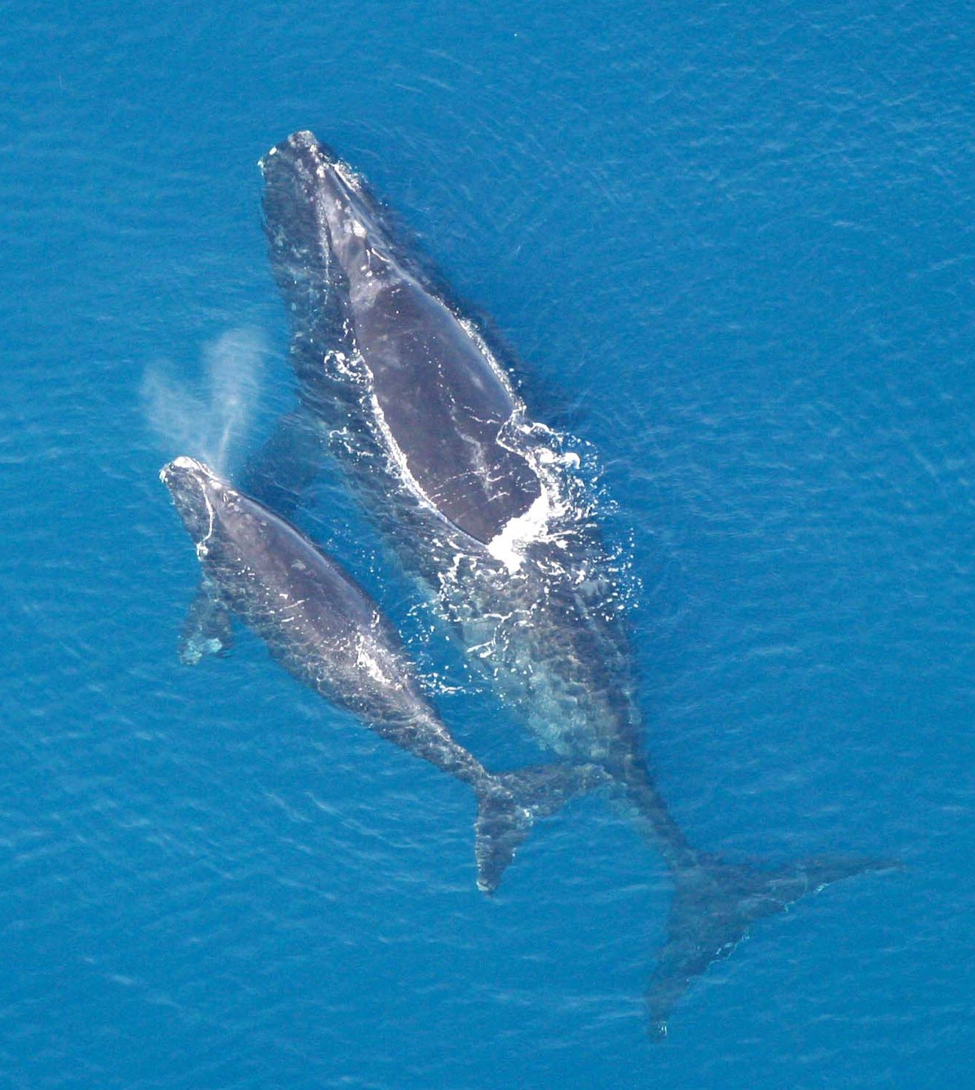 Mother and calf right whales swimming at the surface, taken from above