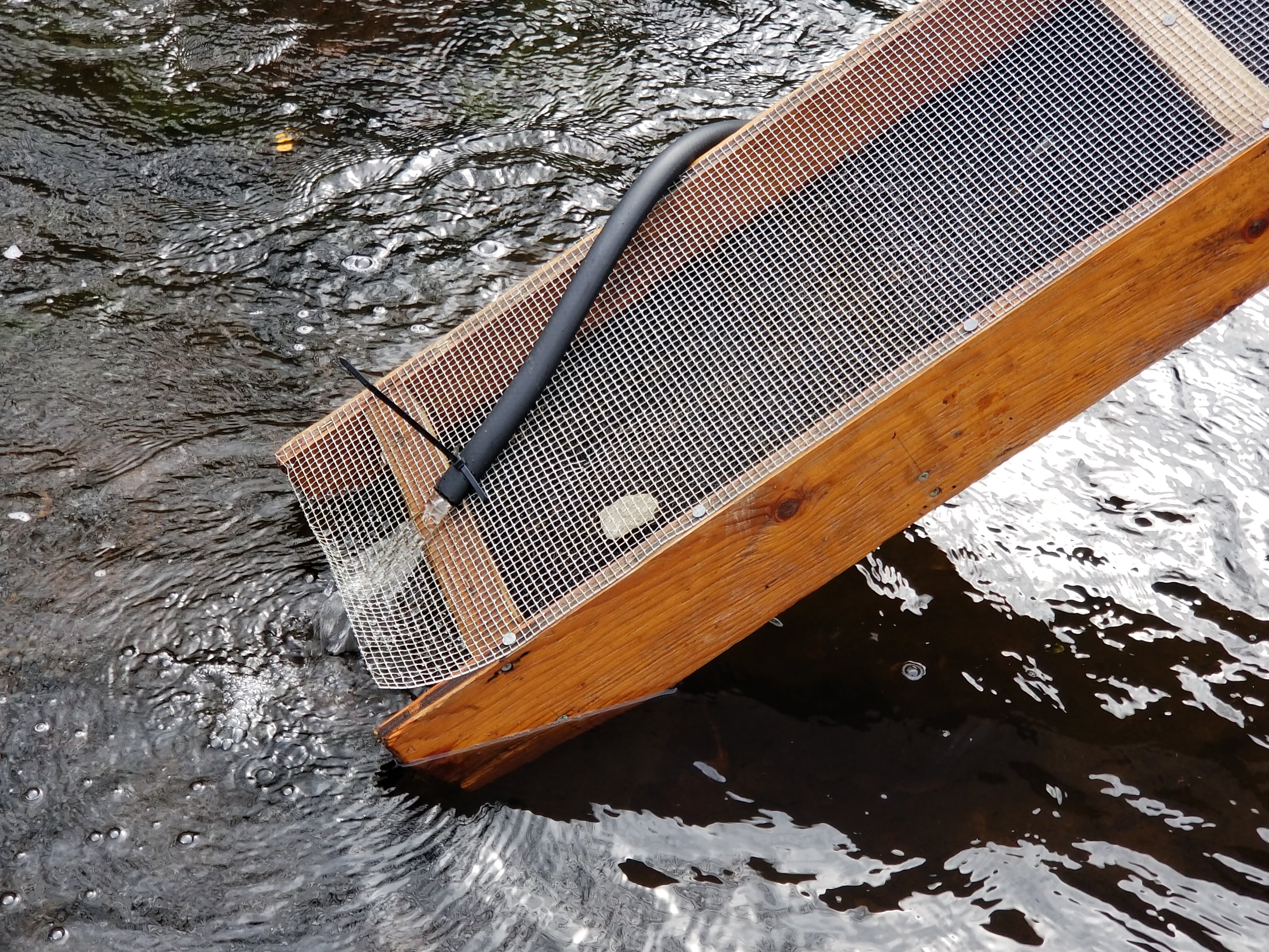 The water from the hose deployed to attract the eel to climb the ladder