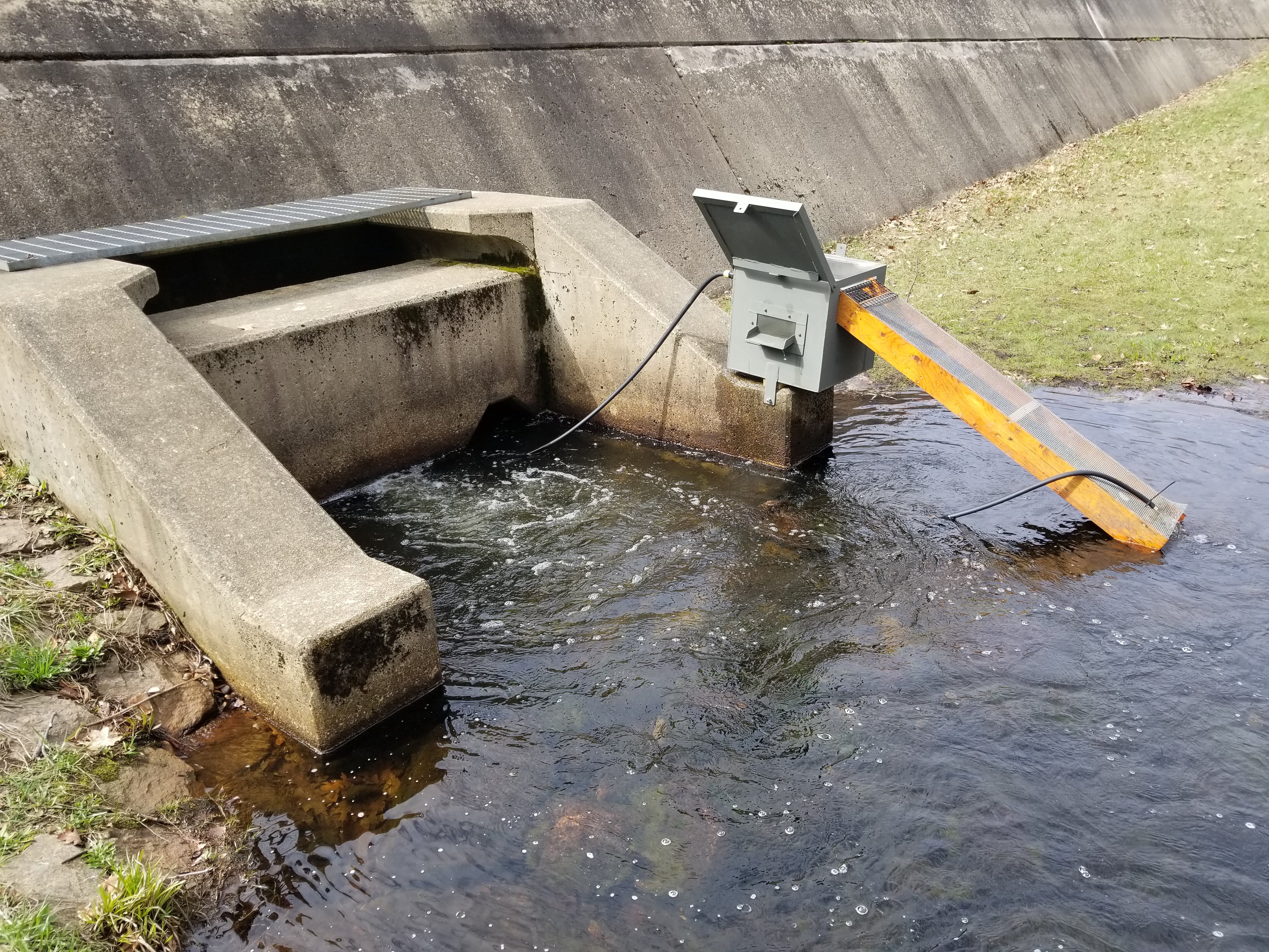 Eel Ladder Smelt Brook