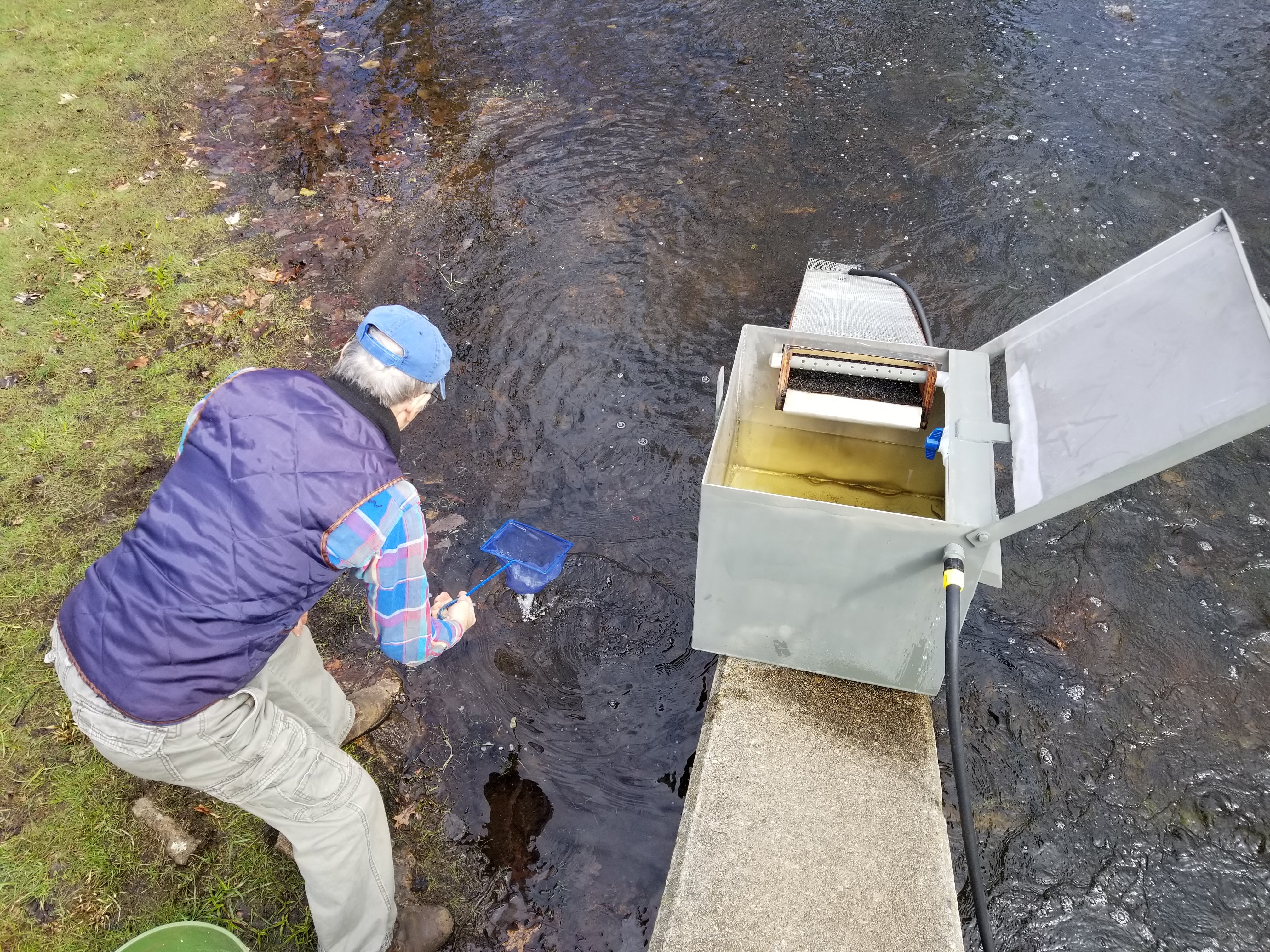 Mike Richardi catching eel in trap and transferring them to a bucket. 
