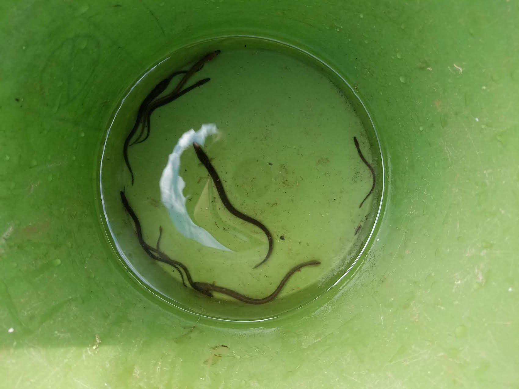 Juvenile Eel in bucket waiting to be brought around the dam