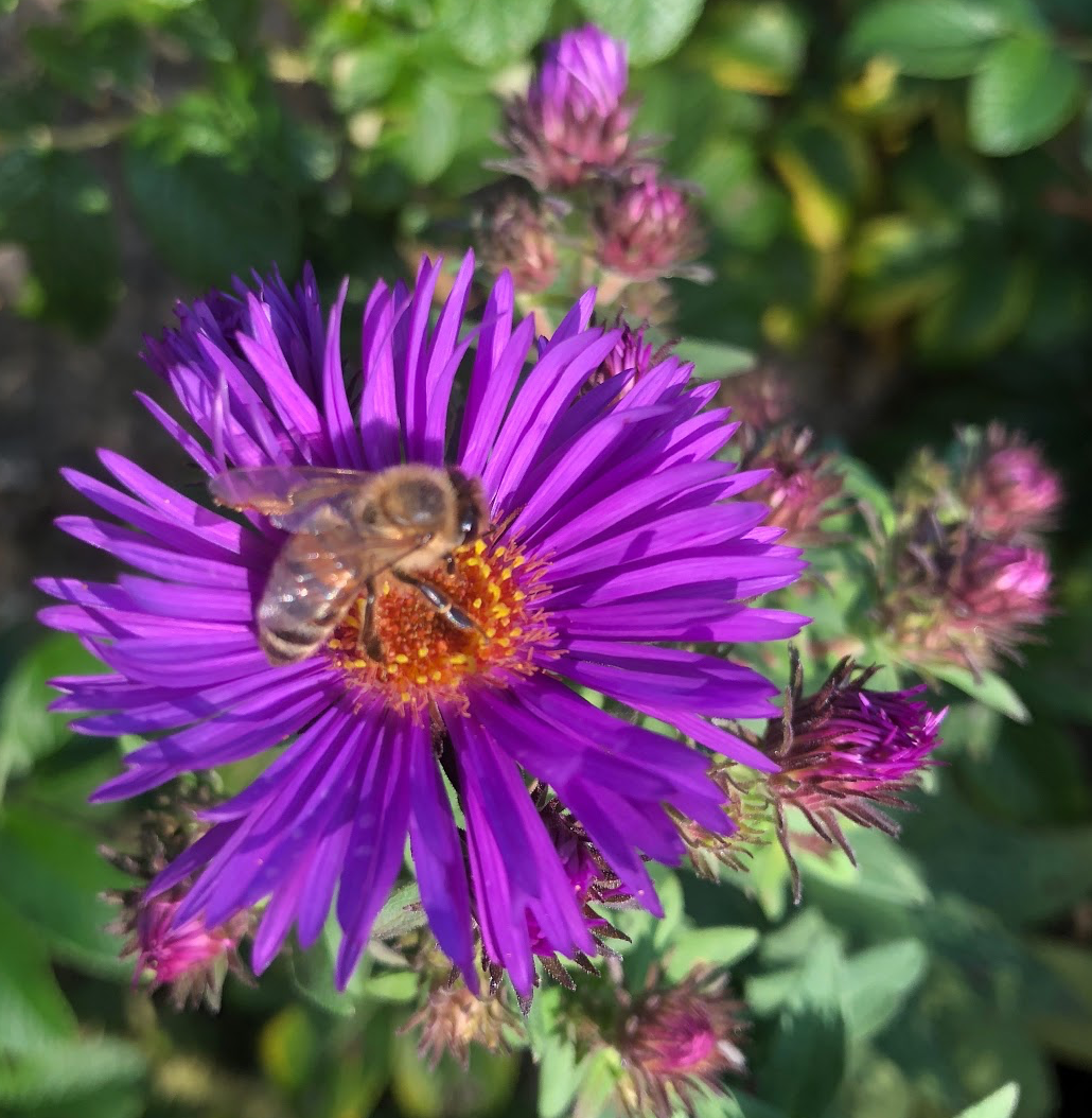A honeybee on an aster flower