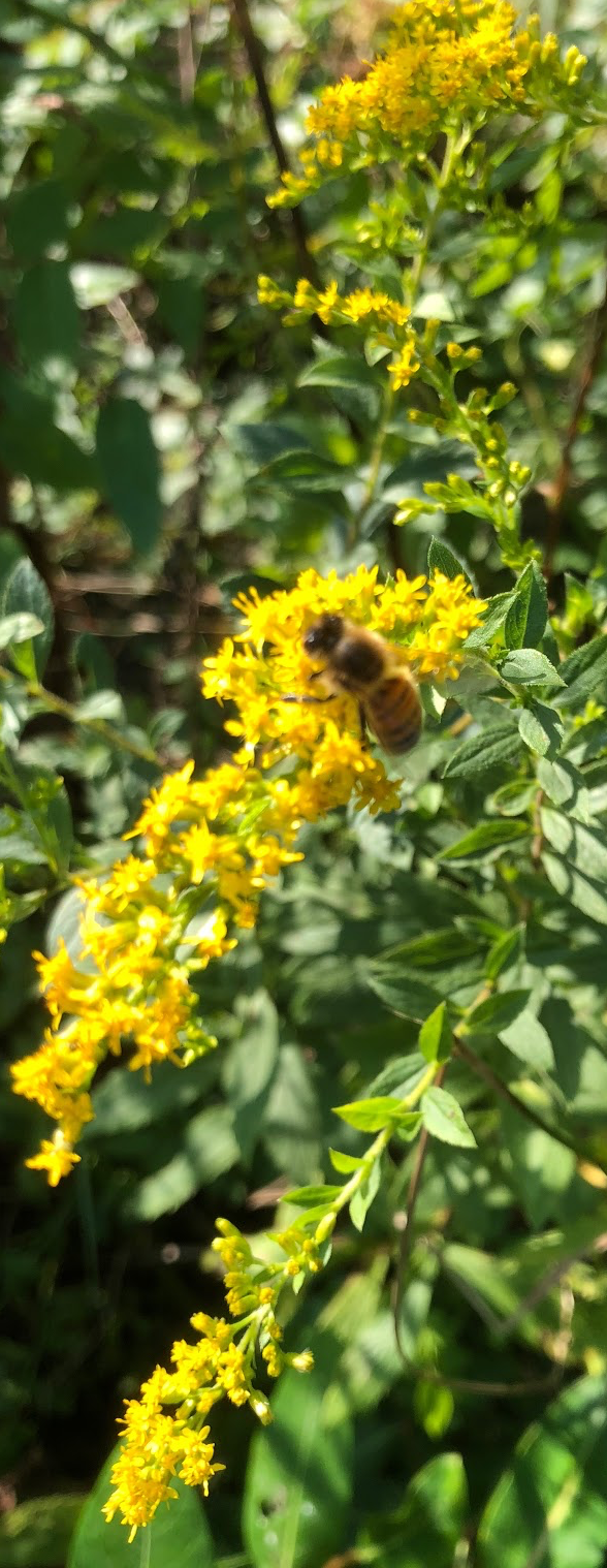 A honeybee on a goldenrod flower