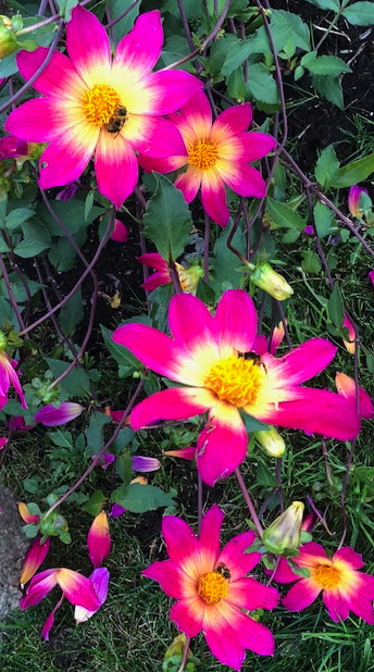 Bumblebees on dahlias