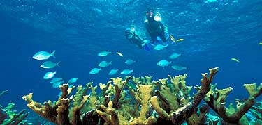 Snorkeling over elkhorn coral