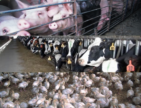 CAFOs