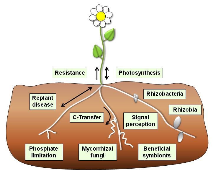 Mycorrhizal Fungi