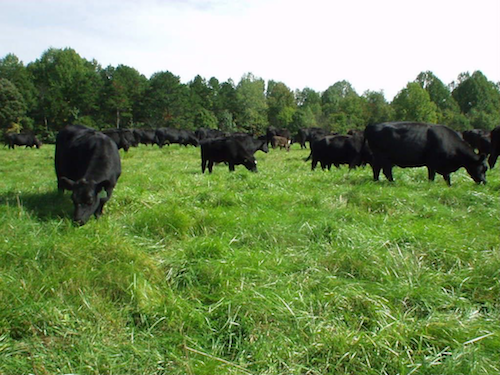 cattle