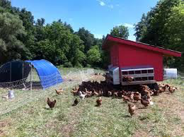 chickens