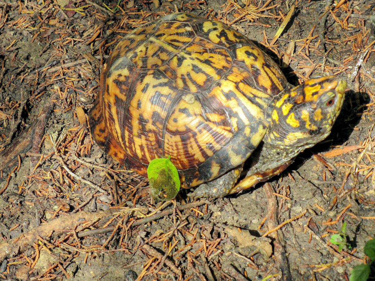 Turtle