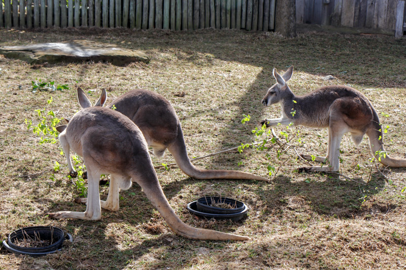 Kangaroos