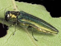 Emerald Ash Borer