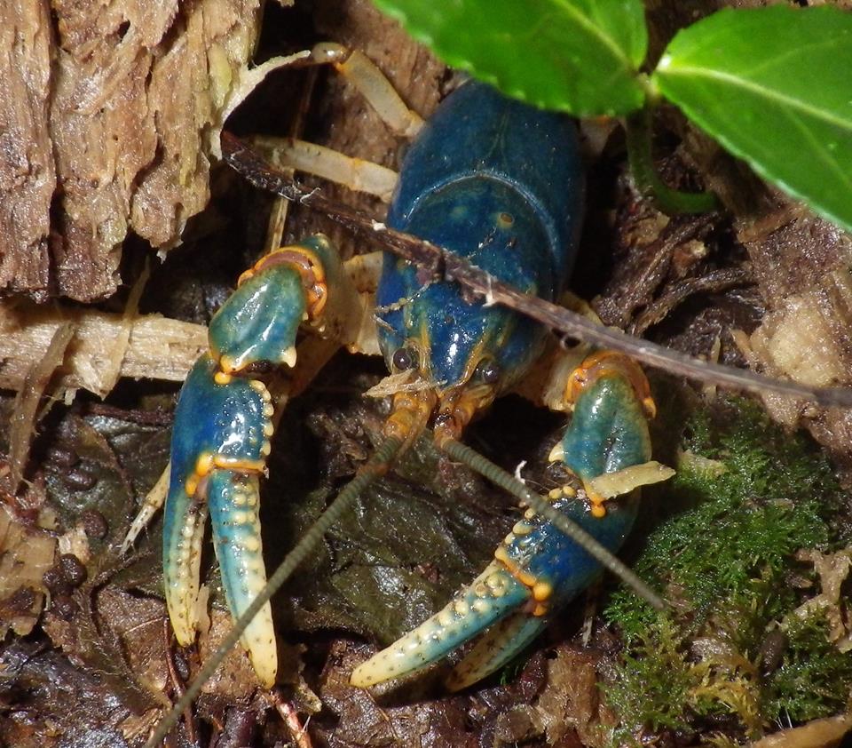 Cobalt Crayfish