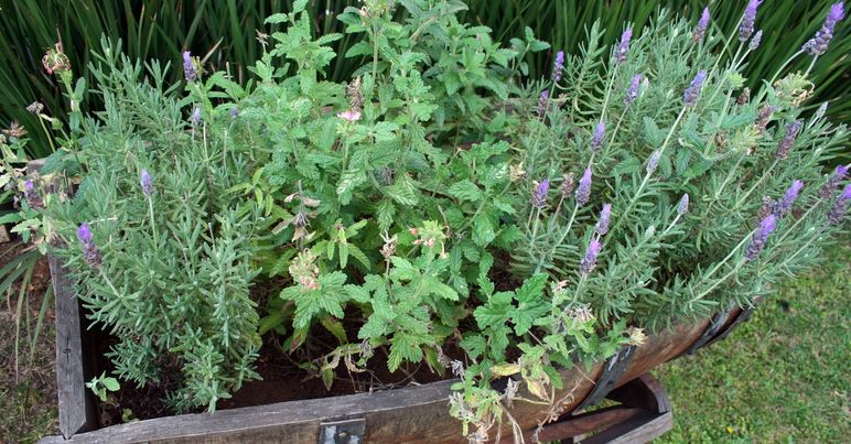 Herb Planter