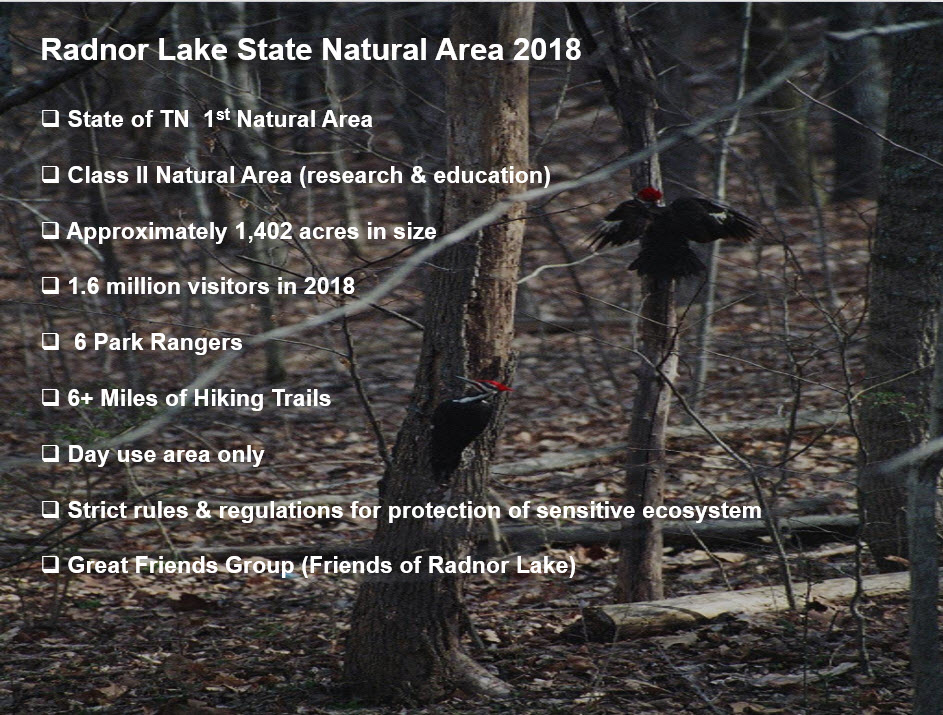 Radnor Description and Intro