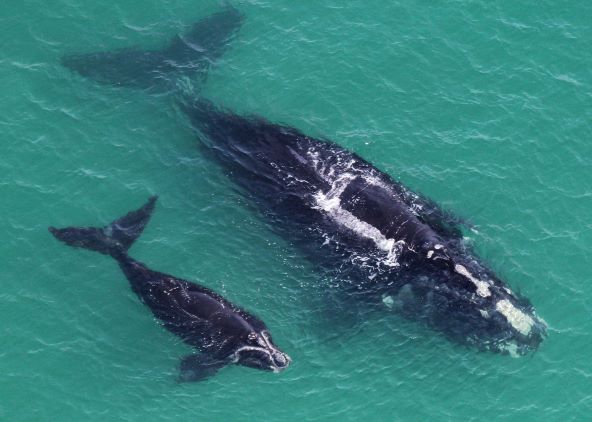 Mother and Baby