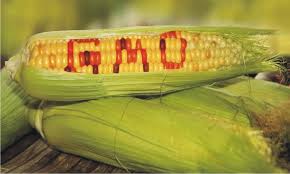 GMO Corn