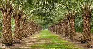 Palm Oil Trees