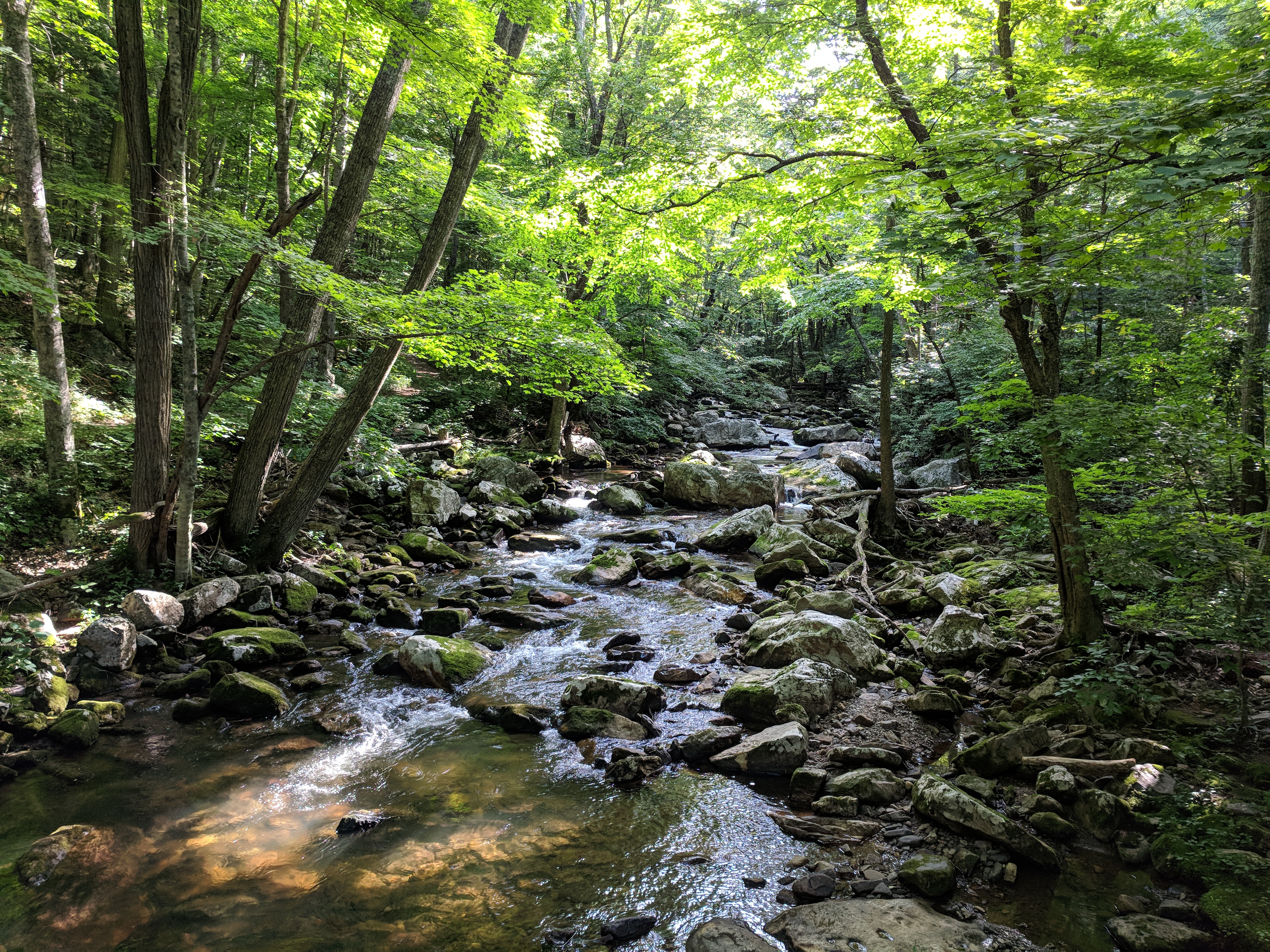 A creek flows over stones with green leafy trees on either side