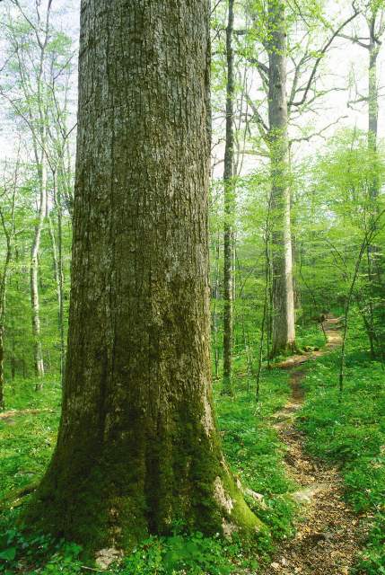 Trail in the Nantahala National Forest