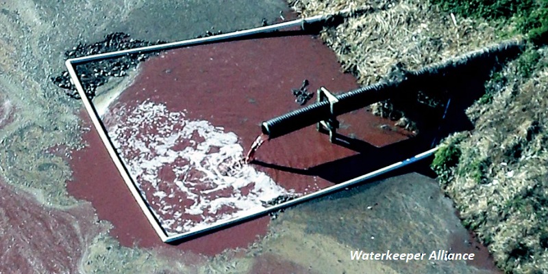 A close-up view of hog waste being poured into a lagoon for storage