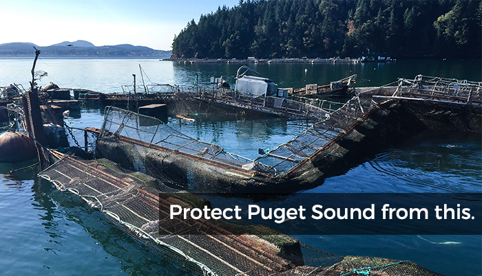 Atlantic salmon net pens in Puget Sound
